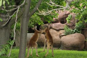 My favorite of the day were these two kangaroos.  I took about 5 shots of them boxing with each other!